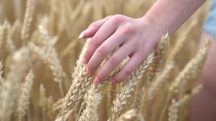 girl touches wheat ears with her hand walking in a wheat field