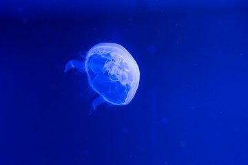 Naklejka na ściany i meble Blue jellyfish swim to light in the aquarium, Fluorescent jellyfish. 