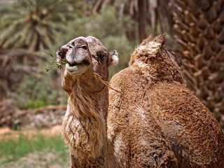 Camel 