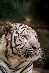 White bengal tiger