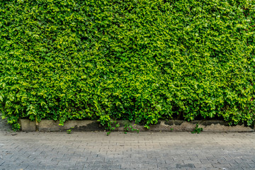 Green hedge fence