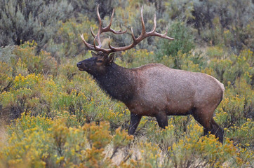 Bull elk with light snow falling