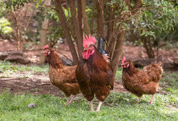 Fed a cock and two hens on the loose in the yard