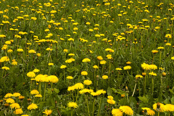 Dandelions
