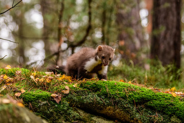 Pine marten rare species in natural habitat (Martes martes)