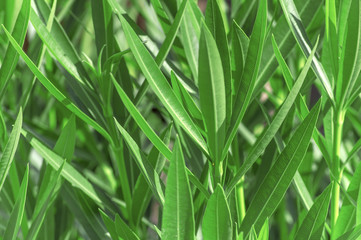 Green berries of sea buckthorn on a close up bush