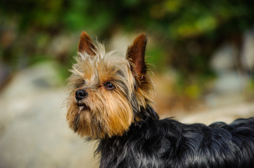 Yorkshire Terrier dog outdoor portrait on beach