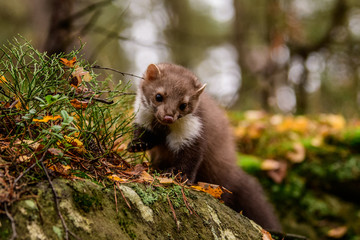 Pine marten rare species in natural habitat (Martes martes)