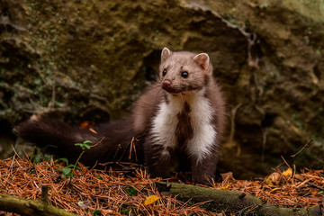 Pine marten rare species in natural habitat (Martes martes)