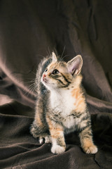 Portrait of tabby kitten with few red spots and white chest
