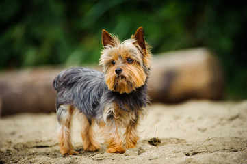 Yorkshire Terrier dog outdoor portrait on beach - obrazy, fototapety, plakaty