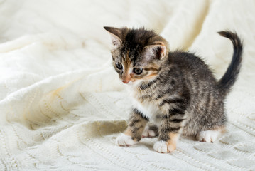 Portrait of tabby kitten with few red spots and white chest and paws