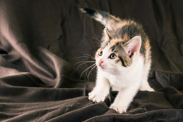 Portrait of white kitten with black and red spots on brown carpet