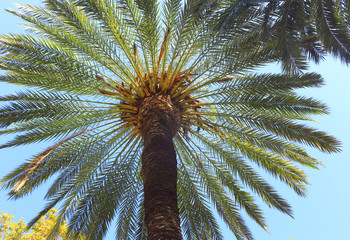 Madera. Korona palmy na tle niebieskiego nieba. © Kszyhoo & Iskariiota