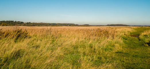 Track across the marsh.