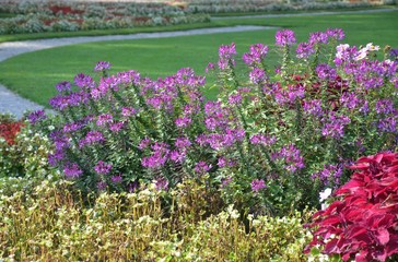 Obraz premium Rosa Spinnenblumen blühen im Park - Cleome Spinosa