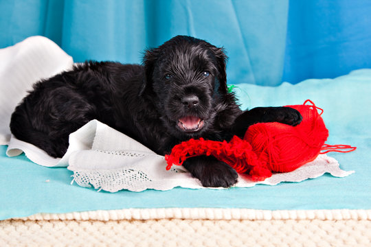 Black Russian Terrier puppy  dissolve the knitting