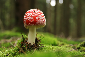 Fliegenpilz