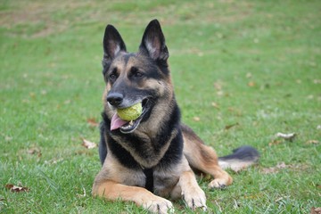 German Shepherd Dog with a tennis ball