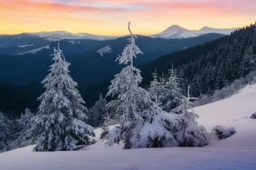 Selbstklebende Fototapeten Dramatic wintry scene with snowy trees. © Ivan Kmit