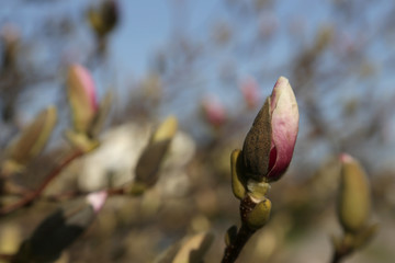 rosa blüte einer magnolie
