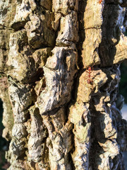 Red ant on tree surface for background texture, Close up