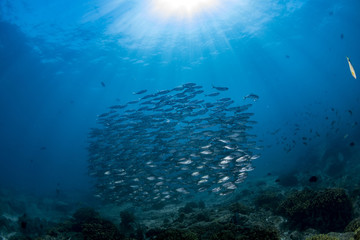 sardine school of fish underwater - obrazy, fototapety, plakaty