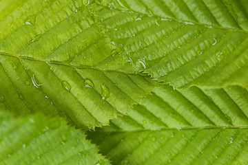 green leaf background. green  leaves in water droplets