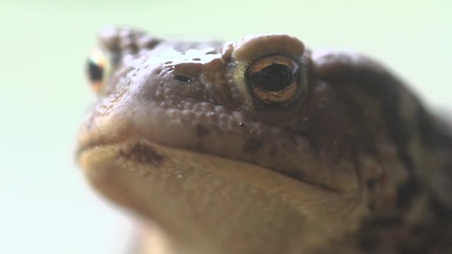European toad - Bufo bufo