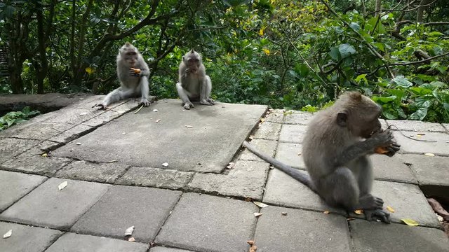 Wild monkeys in Monkeyforest, Ubud, Bali, Indonesia