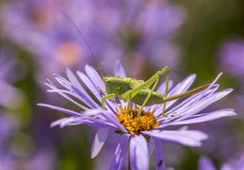 Green grasshopper.Big green grasshopper sitting on a purple Daisy.