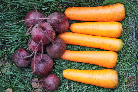 Beets And Carrots On The Grass