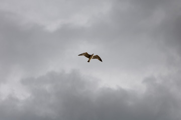 Seagull flying on a stormy background