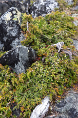 Tundra vegetation in the mountains in Jotunheimen National Park,