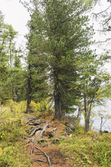 Trail in the forest near the Multinsky Lakes