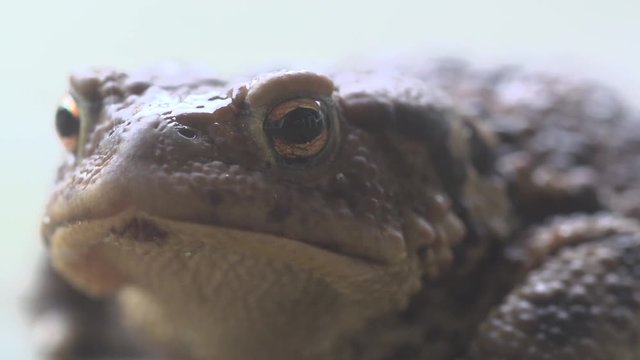 European toad - Bufo bufo