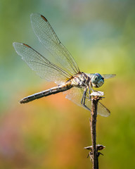 Blue Dasher IX