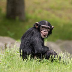 Fototapeta premium Chimpanzee XXXIV
