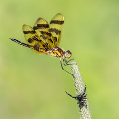 Halloween Pennant Vs. Spider