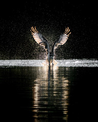 Osprey Takeoff