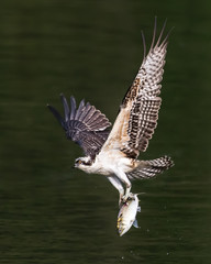 Osprey in Flight With Catch XXII