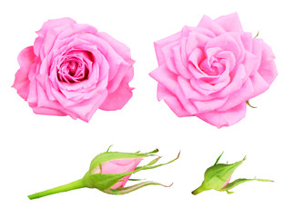 Set of pink roses and buds on a white background isolated with clipping path.