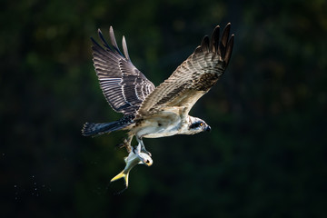 Osprey in Flight With Catch XXX
