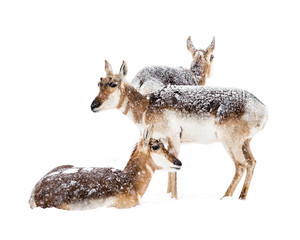 Pronghorns in Snow