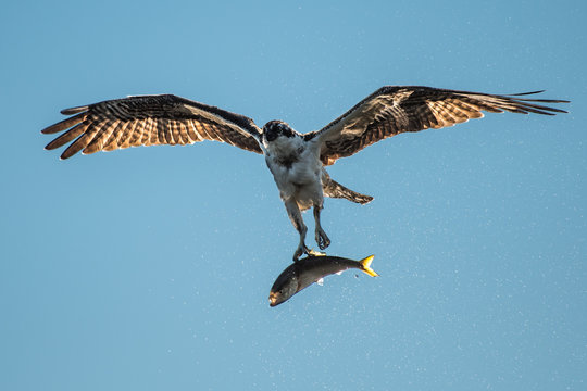 Osprey in Flight With Catch XXIX