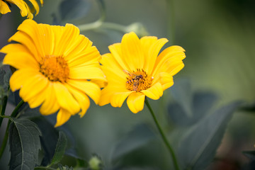 Bee on the yellow flower