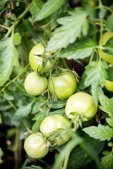 Green tomatoes on a branch
