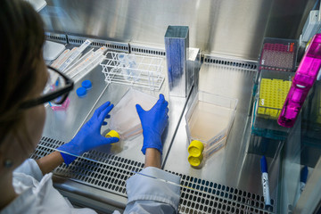 Laboratory work rom behind at the steril bank. Labeling cell culture flasks. Cell splitting work.