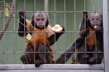 Apes behind the cage