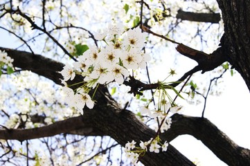 Fototapeta premium Spring